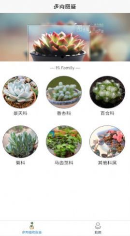 嘟嘟多肉植物鉴汉化版截图2