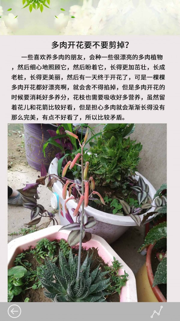 多肉花草日记官方版截图3